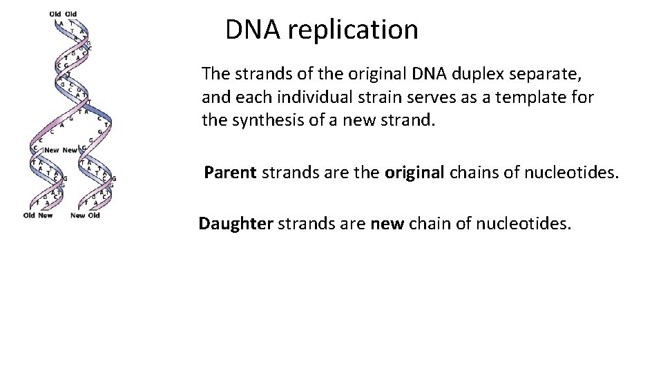 DNA replication The strands of the original DNA duplex separate, and each individual strain