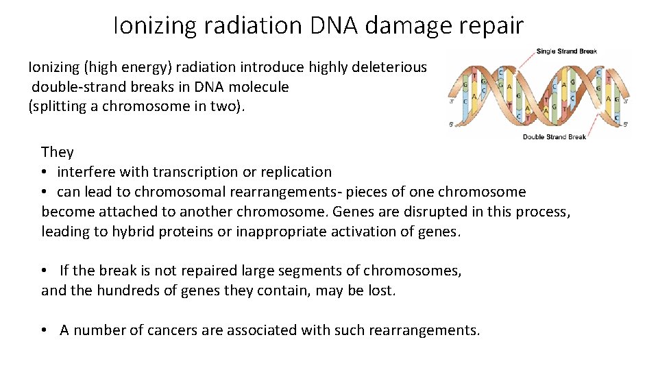 Ionizing radiation DNA damage repair Ionizing (high energy) radiation introduce highly deleterious double-strand breaks