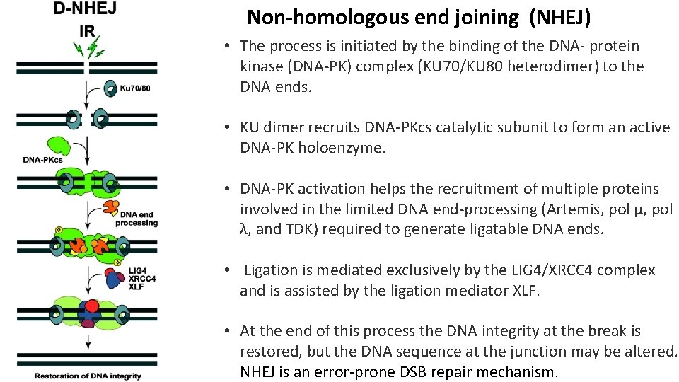 Non-homologous end joining (NHEJ) • The process is initiated by the binding of the