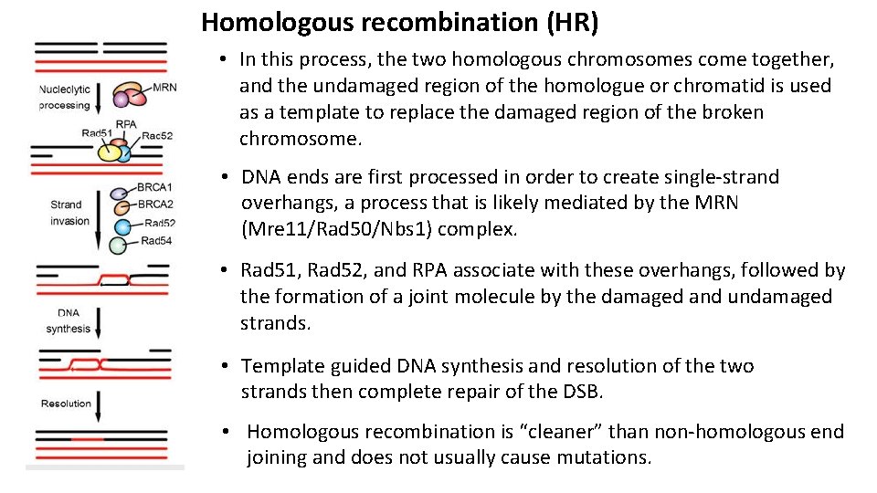 Homologous recombination (HR) • In this process, the two homologous chromosomes come together, and