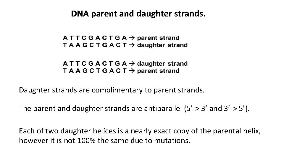 DNA parent and daughter strands. Daughter strands are complimentary to parent strands. The parent