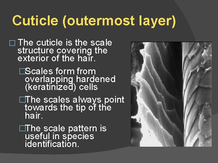 Cuticle (outermost layer) � The cuticle is the scale structure covering the exterior of