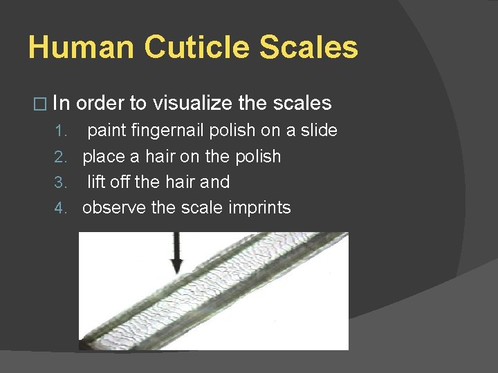 Human Cuticle Scales � In order to visualize the scales paint fingernail polish on