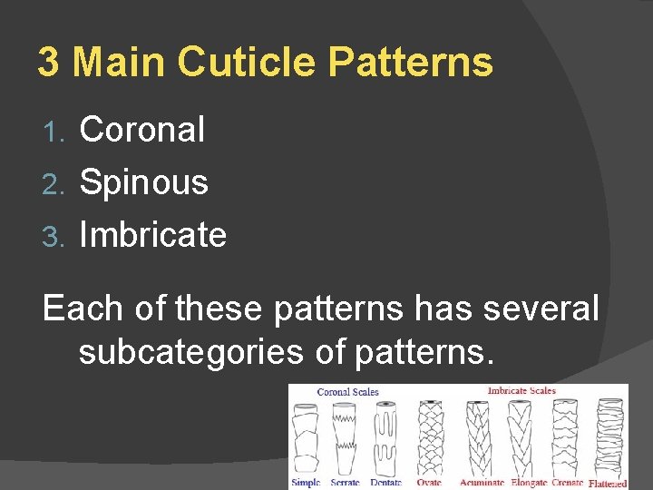 3 Main Cuticle Patterns Coronal 2. Spinous 3. Imbricate 1. Each of these patterns