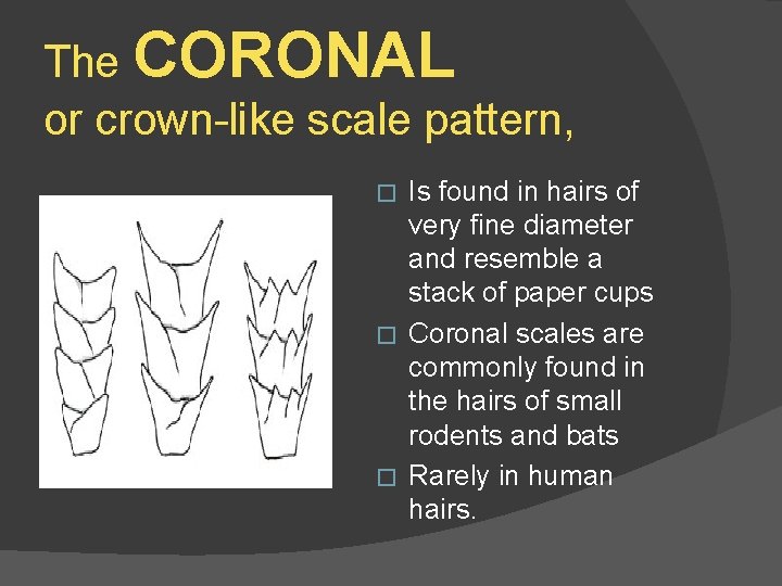 The CORONAL or crown-like scale pattern, Is found in hairs of very fine diameter