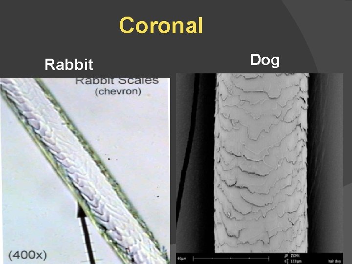 Coronal Rabbit Dog 