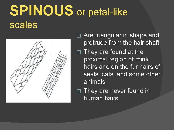 SPINOUS or petal-like scales Are triangular in shape and protrude from the hair shaft