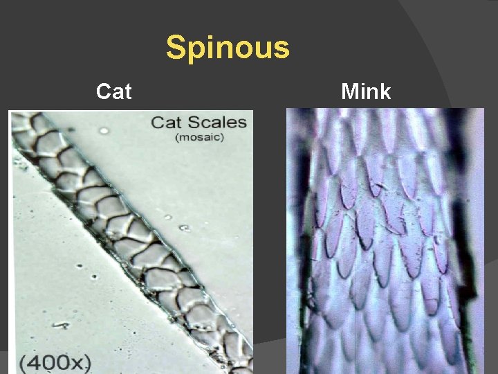 Spinous Cat Mink 