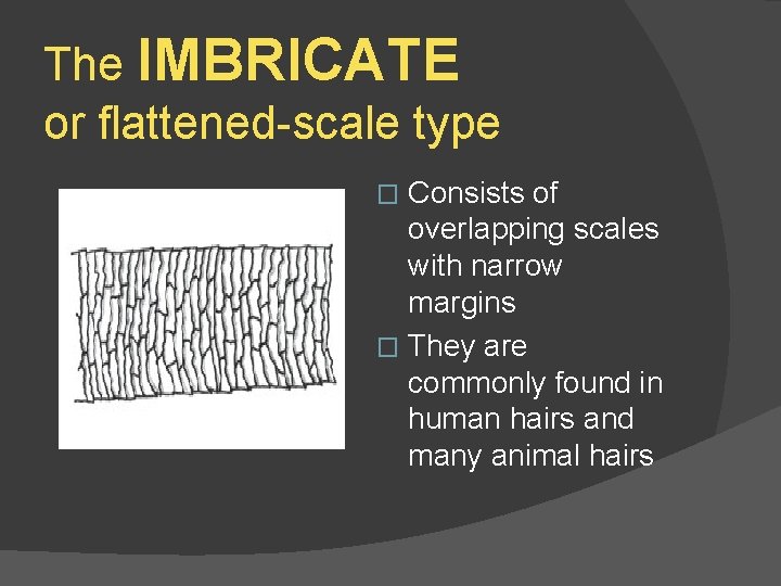 The IMBRICATE or flattened-scale type Consists of overlapping scales with narrow margins � They