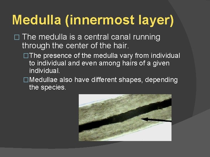 Medulla (innermost layer) � The medulla is a central canal running through the center