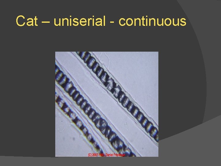 Cat – uniserial - continuous 