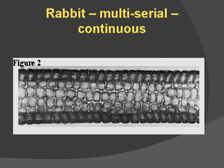 Rabbit – multi-serial – continuous 