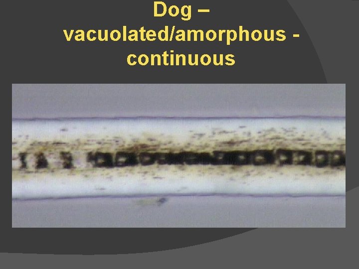 Dog – vacuolated/amorphous continuous 