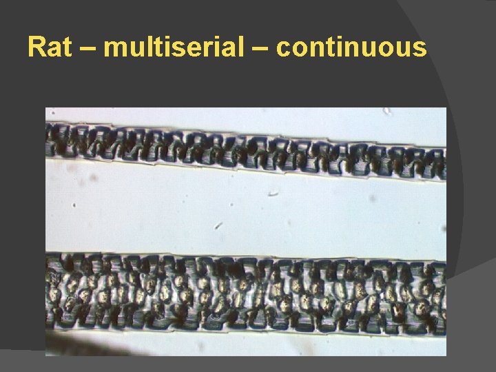 Rat – multiserial – continuous 