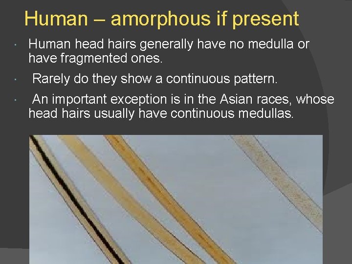 Human – amorphous if present Human head hairs generally have no medulla or have