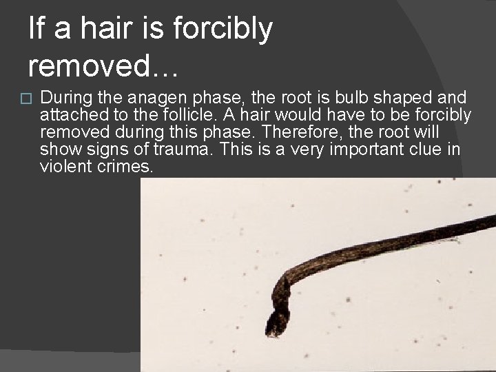 If a hair is forcibly removed… � During the anagen phase, the root is