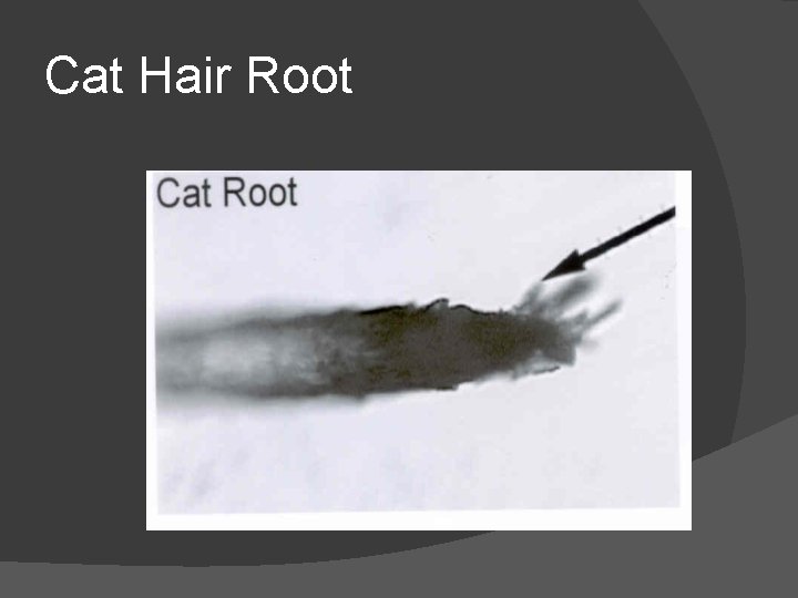 Cat Hair Root 