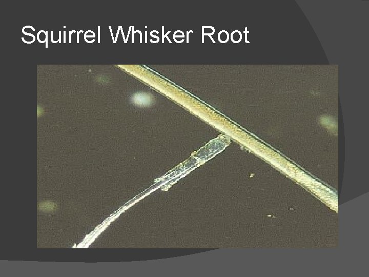 Squirrel Whisker Root 