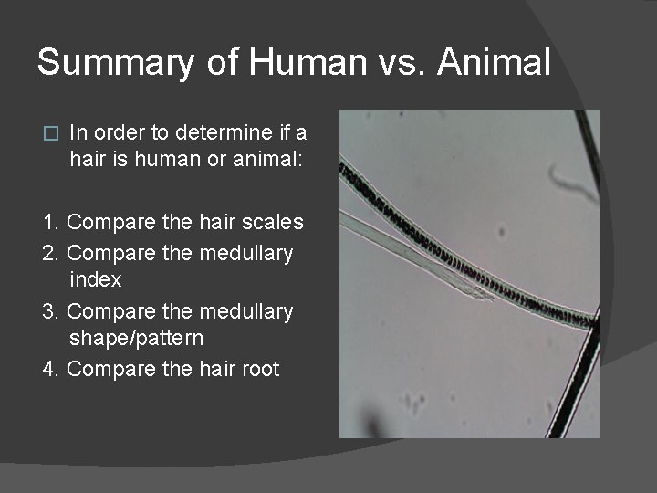 Summary of Human vs. Animal � In order to determine if a hair is