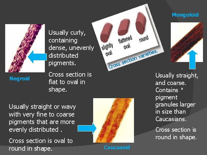 Mongoloid Usually curly, containing dense, unevenly distributed pigments. Negroid Cross section is flat to
