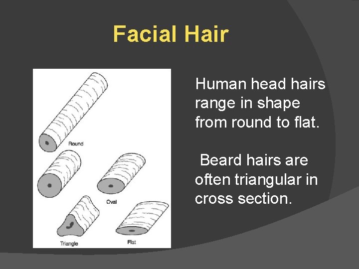 Facial Hair Human head hairs range in shape from round to flat. Beard hairs