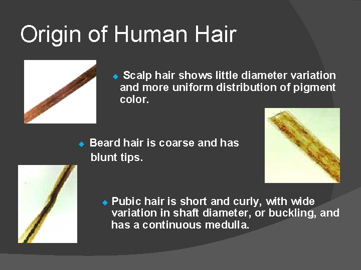 Origin of Human Hair u u Scalp hair shows little diameter variation and more