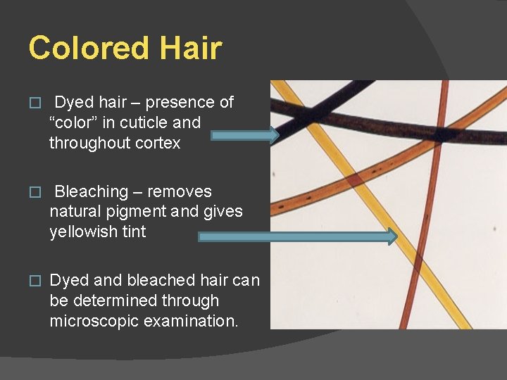 Colored Hair � Dyed hair – presence of “color” in cuticle and throughout cortex