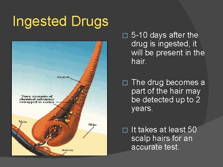 Ingested Drugs � 5 -10 days after the drug is ingested, it will be