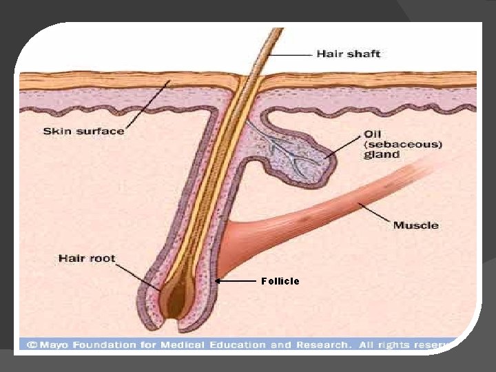 Follicle 
