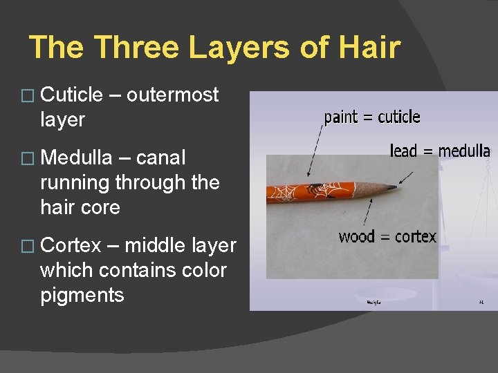 The Three Layers of Hair � Cuticle – outermost layer � Medulla – canal