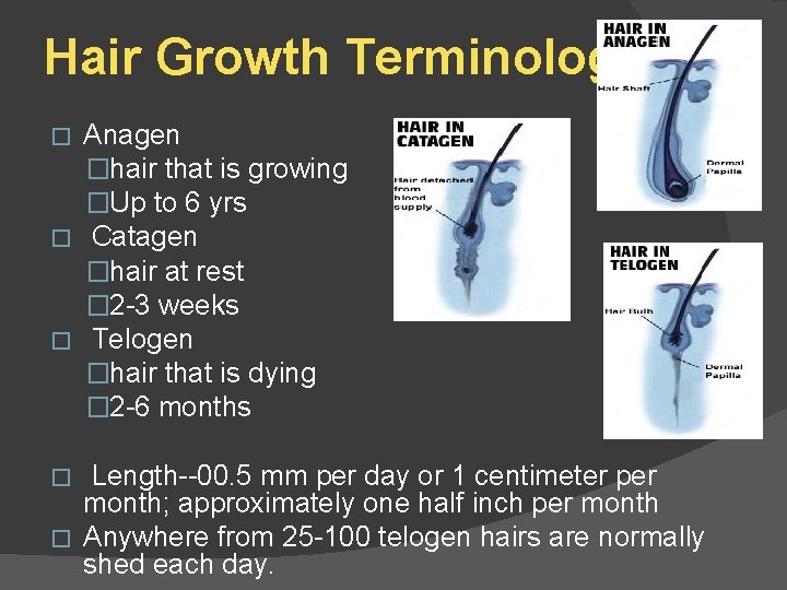 Hair Growth Terminology Anagen �hair that is growing �Up to 6 yrs � Catagen