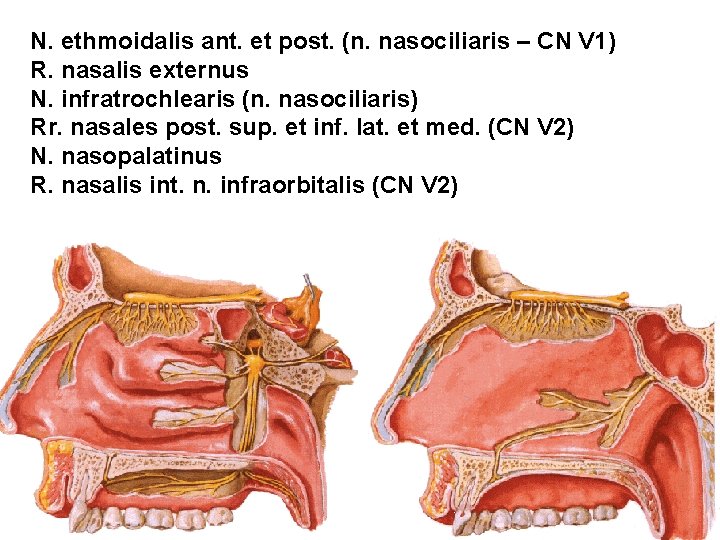 N. ethmoidalis ant. et post. (n. nasociliaris – CN V 1) R. nasalis externus