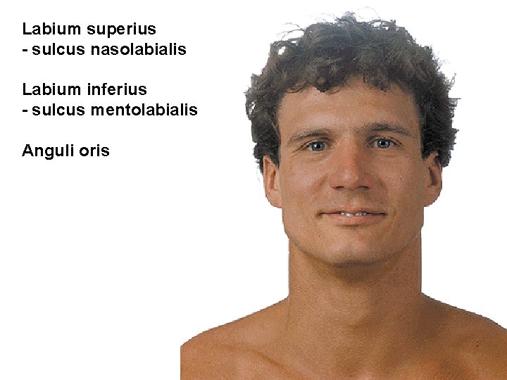 Labium superius - sulcus nasolabialis Labium inferius - sulcus mentolabialis Anguli oris 