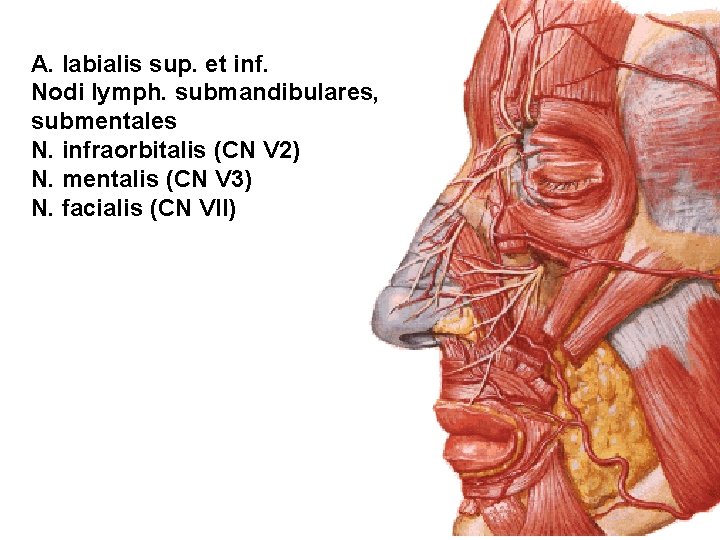 A. labialis sup. et inf. Nodi lymph. submandibulares, submentales N. infraorbitalis (CN V 2)