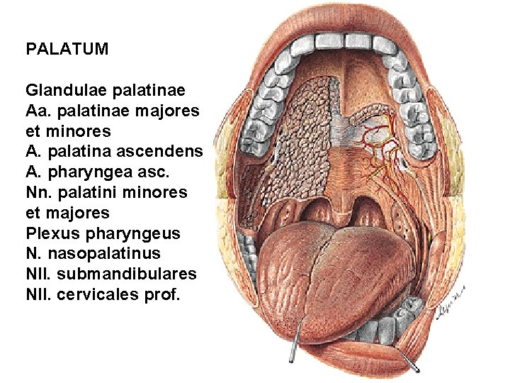 PALATUM Glandulae palatinae Aa. palatinae majores et minores A. palatina ascendens A. pharyngea asc.