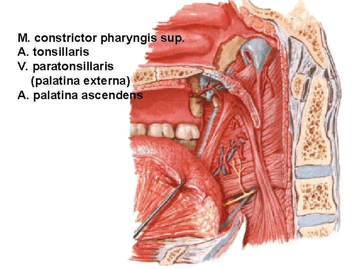 M. constrictor pharyngis sup. A. tonsillaris V. paratonsillaris (palatina externa) A. palatina ascendens 