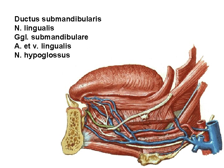 Ductus submandibularis N. lingualis Ggl. submandibulare A. et v. lingualis N. hypoglossus 