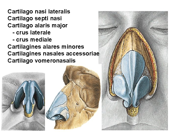 Cartilago nasi lateralis Cartilago septi nasi Cartilago alaris major - crus laterale - crus