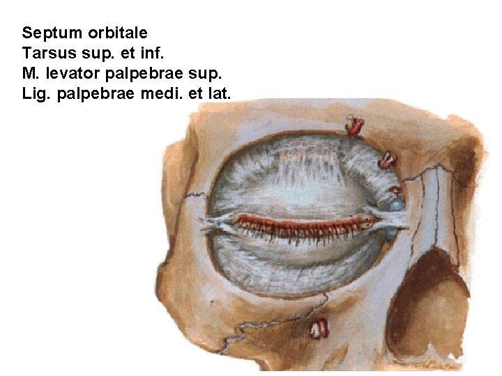 Septum orbitale Tarsus sup. et inf. M. levator palpebrae sup. Lig. palpebrae medi. et