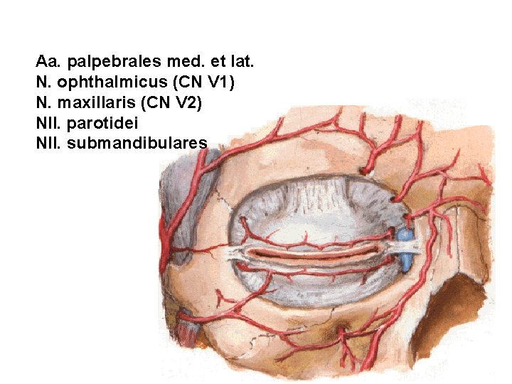 Aa. palpebrales med. et lat. N. ophthalmicus (CN V 1) N. maxillaris (CN V