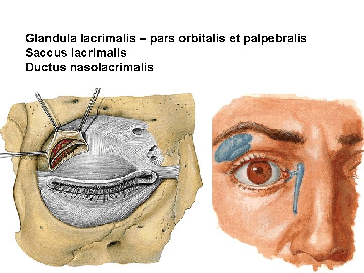 Glandula lacrimalis – pars orbitalis et palpebralis Saccus lacrimalis Ductus nasolacrimalis 