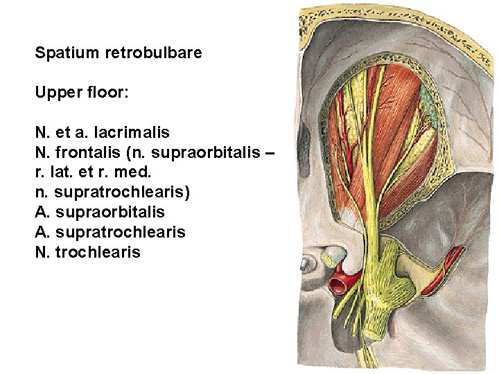 Spatium retrobulbare Upper floor: N. et a. lacrimalis N. frontalis (n. supraorbitalis – r.