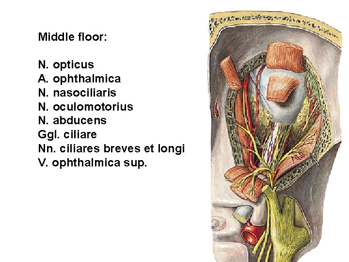 Middle floor: N. opticus A. ophthalmica N. nasociliaris N. oculomotorius N. abducens Ggl. ciliare