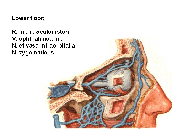 Lower floor: R. inf. n. oculomotorii V. ophthalmica inf. N. et vasa infraorbitalia N.