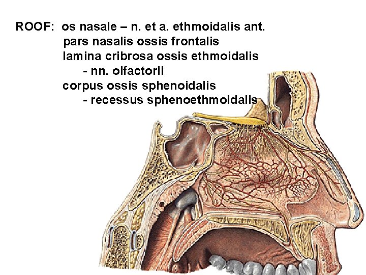 ROOF: os nasale – n. et a. ethmoidalis ant. pars nasalis ossis frontalis lamina
