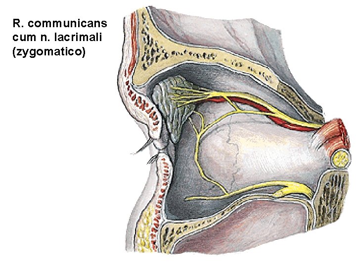 R. communicans cum n. lacrimali (zygomatico) 