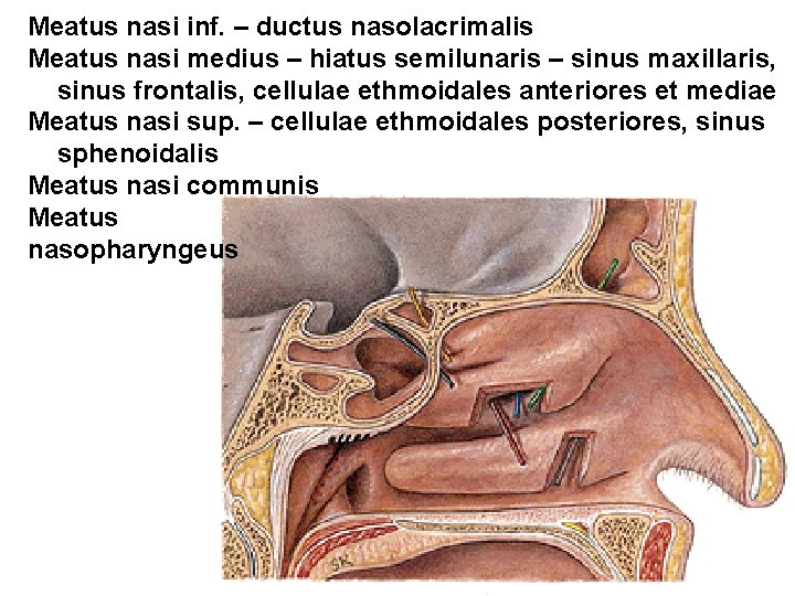 Meatus nasi inf. – ductus nasolacrimalis Meatus nasi medius – hiatus semilunaris – sinus