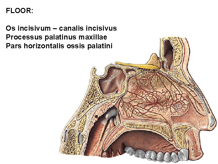 FLOOR: Os incisivum – canalis incisivus Processus palatinus maxillae Pars horizontalis ossis palatini 