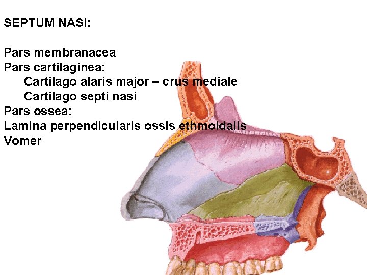 SEPTUM NASI: Pars membranacea Pars cartilaginea: Cartilago alaris major – crus mediale Cartilago septi