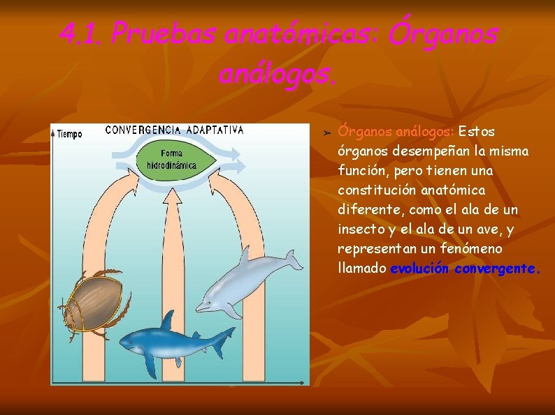 4. 1. Pruebas anatómicas: Órganos análogos. ➢ Órganos análogos: Estos órganos desempeñan la misma